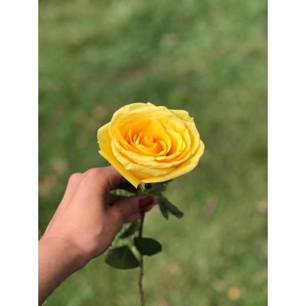 Rosa colorida  - Sem embalagem