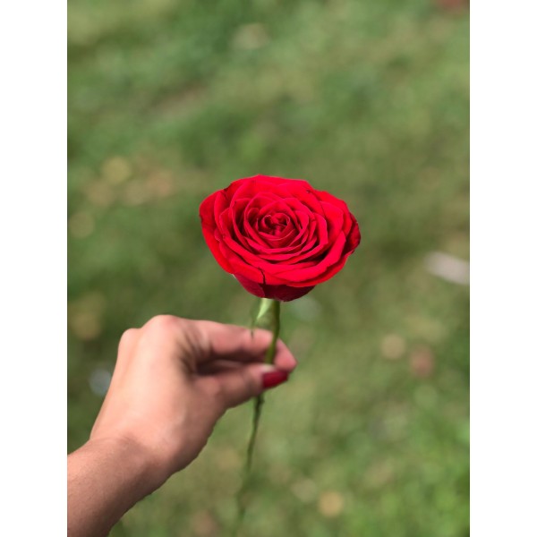 Rosa vermelha - sem embalagem