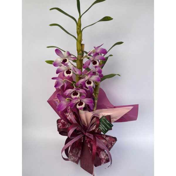 Orquídea Dendobrium