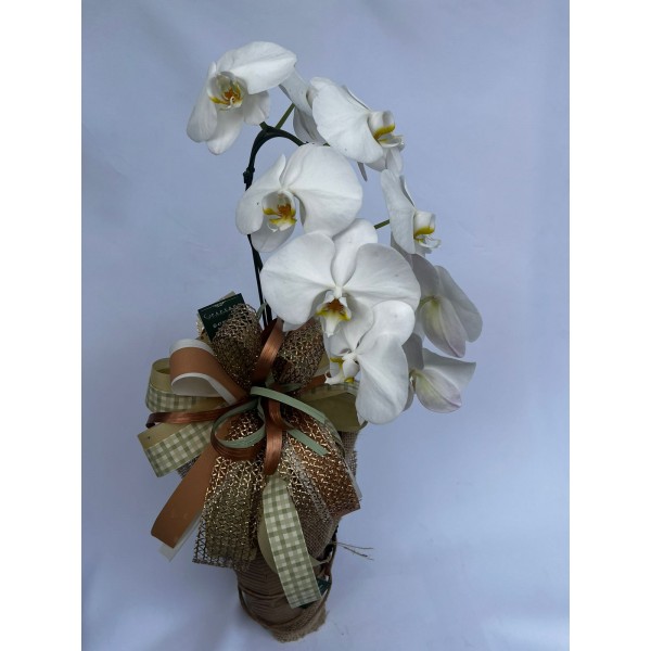 Orquídea Phalaenopsis Branca 
