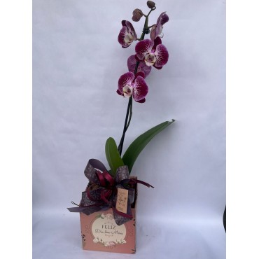 Orquídea Phalaenopsis cachepo dia das mães