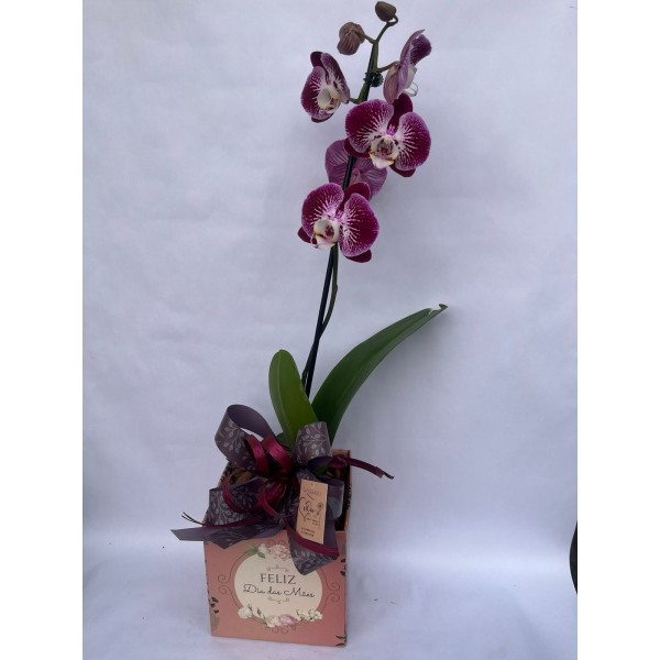 Orquídea Phalaenopsis cachepo dia das mães