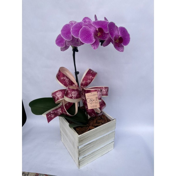 Orquídea Phalaenopsis em cachepô de madeira 