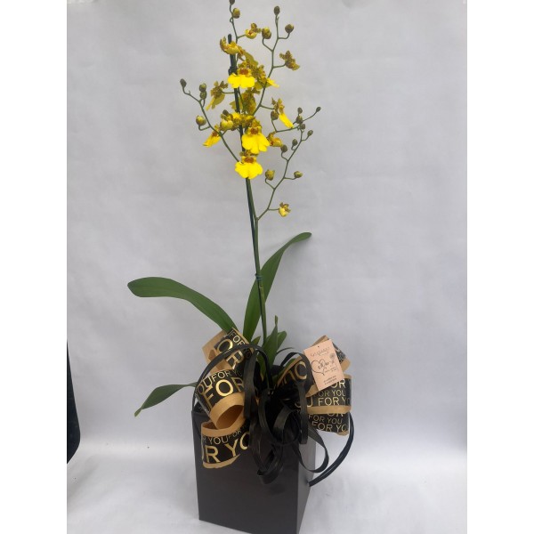 Orquídea Chuva de Ouro Embalada